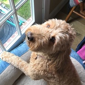 Meet your Posher, Annie